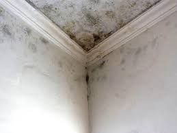 Best Water Damage & Mold Remediation  in Proctor, MN