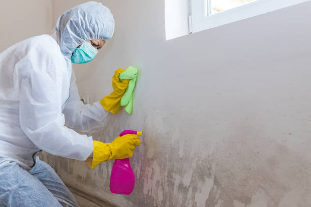 Best Mold Prevention Services  in Proctor, MN