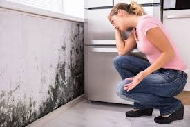 Best Mold Odor Removal Services  in Proctor, MN